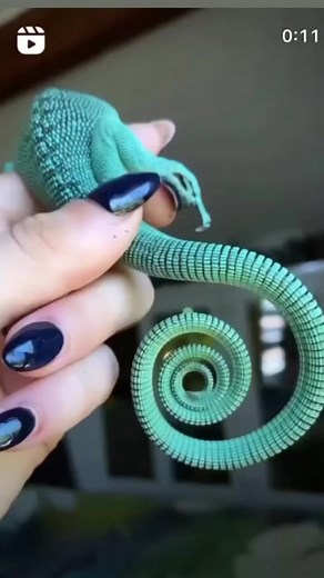 Emarld Tree Monitor: A Unique Lizard Encounter