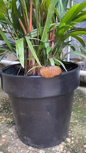 Megalopyge Opercularis This wonderfull and magical caterpillar was another surprise of the nature and its splendour!! When I saw it I thought it was a hamster 🐹, but then I look at it better and the way it moves was delicate and slow .. It was in a flowerpot that is used as decoration for events so it’s prescence wasn’t welcome … looking for more information I notice it is toxic. We mooved her to a wild place honouring her appearance . The butterfly is also furry. There are so many types of exi