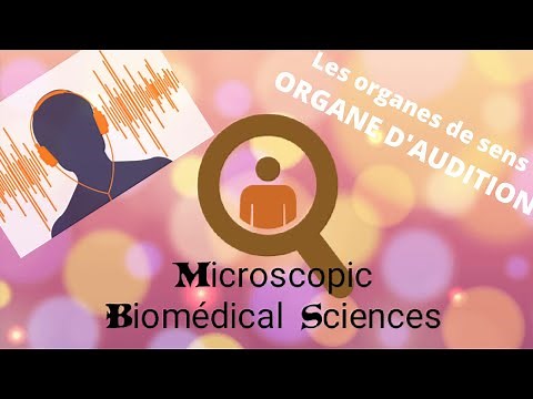 Oreille : l'organe de l'audition