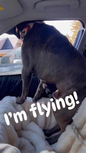 He’s like Leonardo DiCaprio on the front of the Titanic with Kate Winslet… look, im flying!!! | Leilani & Friends