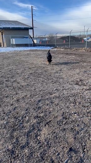 Jimmy is a 5 year old Australian Cattle Dog looking for a loving family to adopt him from Denver Animal Shelter! Come meet him today ❤️ | Denver Animal Shelter