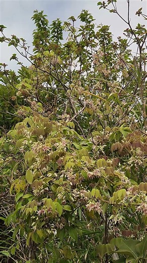 【26 04 19】「愛嬌」ムベの花言葉