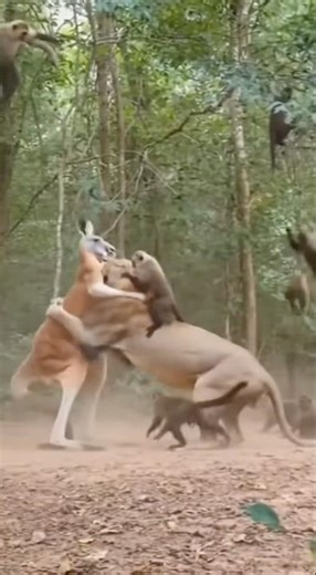 A Kangaroo Faces a Lion… What Happens Next?