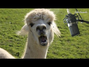 Alpaca Sounds: Alpaca Noise | Alpaca Voice | Baby Alpaca | Alpaca Animal | Solo Animals