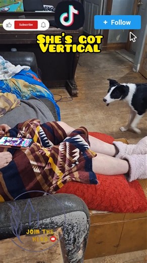 Spring Loaded Puppy! All border Collies want to do is play #accessiblehomesteading