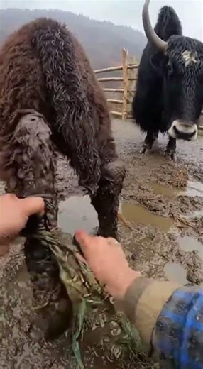 Hands Peeling Netting in a Tight Muddy Pen