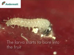 Development of Grapholita molesta
