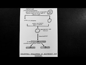 Diagram Of Recombinant Dna Technology || Labelled Diagram Of Recombinant Dna || Class 12 || Biology