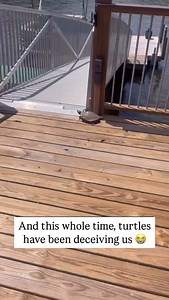 178 reactions · 9 comments | They’re fast  . . . . . #turtles #meme #reels #reelsinstagram #virals | Godslove S Eloka | Facebook