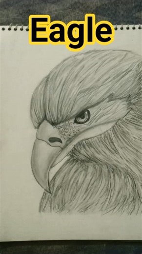 realistic Eagle pencil sketch #drawing #art #birds #shorts