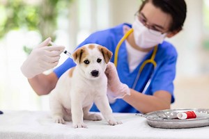 The 2025 Vaccine Guide Every Dog and Cat Owner Needs