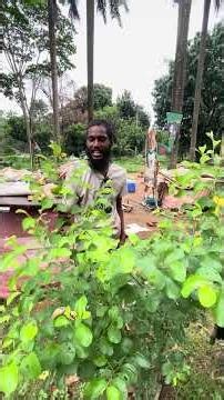 Amazing Benefits of the Jujube Tree
