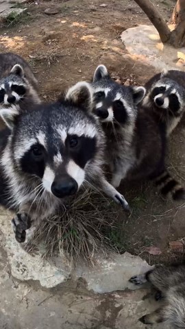 Raccoon Cam - GoPro Cuteness Overload!