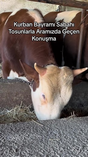 Asıl Vedalaşma Meseleleri: Mezbahanede Buluşma