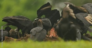 Vultures with carcass. Ugly black bird Black Vulture, Coragyps atratus, sitting in the green grass, Costa Rica. Wildlife behaviour scene from nature. Bird feeding, head of cow, bull.
