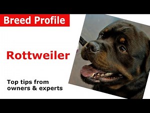 Rottweiler Dog Breed Guide