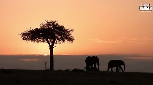 Elephants At Sunrise: Gentle Giants Awakening In The African Dawn