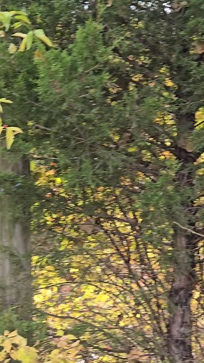 Waterfall Park ? (Merriam, KS) #parks #kansas #quaintandcozykc | Quaint and Cozy KC