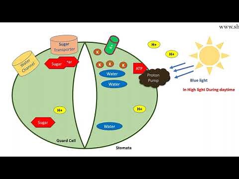 Abscisic acid signaling pathway | ABA mediated stomatal opening and closure