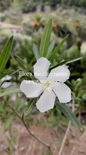 La flora mediterranea in ESTATE - VivaiMDB