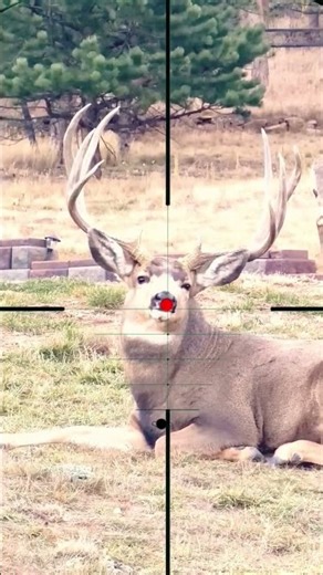 Roe Deer Hunting 🦌