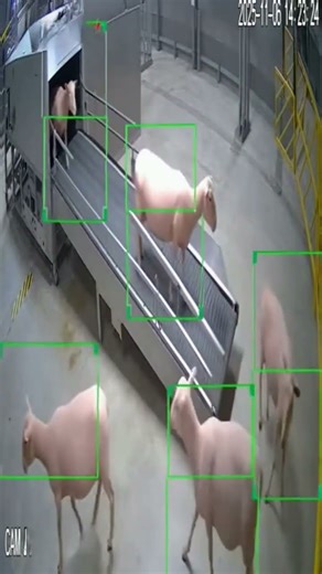 Sheep Enters Automatic Machine — Comes Out Without Wool 🐑