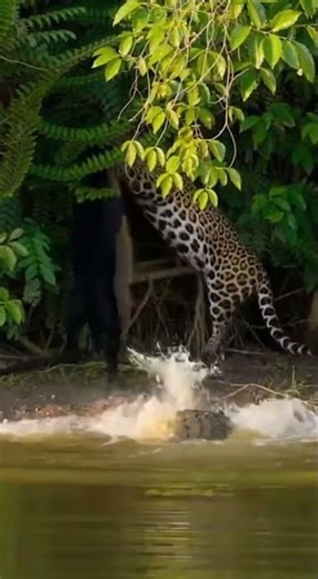 “Amazon Jungle Death Match – The Most Brutal Wildlife Clash Ever Filmed?”