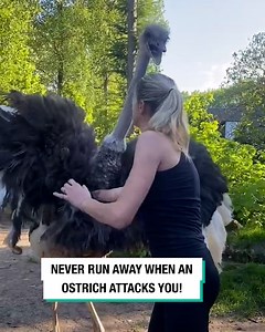 6.3M views · 54 reactions | Never run away from a charging ostrich! ❌ | STUDENTbible | Facebook