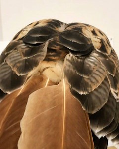 20K views · 517 reactions | Preening is critical to feather care and...