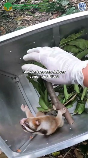 Releasing the ONLY VENOMOUS Primate Back Into The Wild! #wildlife #coolanimals #primates