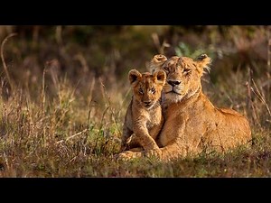 Wild Zimbabwe Safari - Wilderness Travel