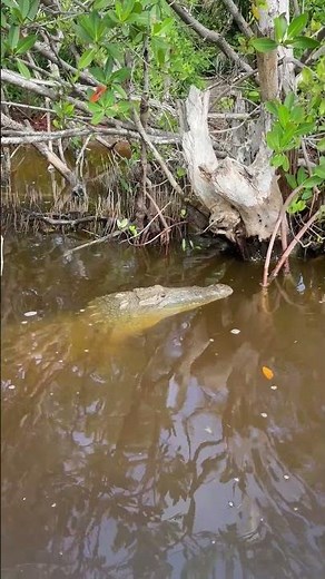 Amazing Crocodile Facts #AnimalFacts #WildFacts #Wildlife