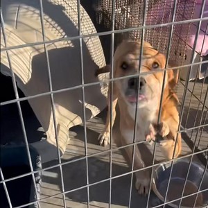 Home for the holidays and forever♥️🎄 We have many large breed dogs who are fixed, vaccinated and microchipped. They are patiently waiting for their lifetime home. We are unsure if they are good with -kids, cats, or potty trained. They do have a kennel friend they get along with. Adoption fee is only $25. We welcome rescues as well to adopt. Pets are a LIFETIME commitment. For better, For worse. We have an application process to ensure it’s the right fit for the pet and potential adopter. If you