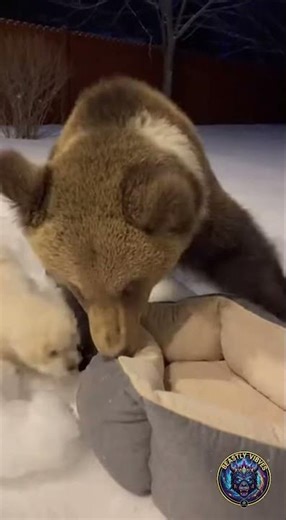 Bear Cub Cuddles With Puppy In Dog Bed