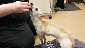 2.8K views · 57 reactions | Trinity came to the Kentucky Humane...