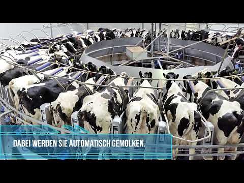 Eine Kuh geht zum melken - in Melkstand, Melkkarussell oder Melkroboter?