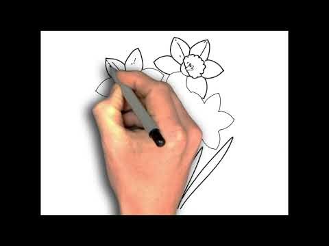 How to Draw Daffodil Flower
