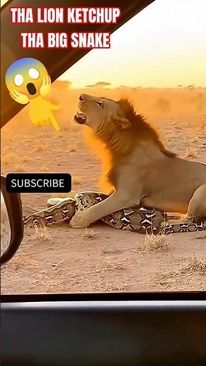 Lion Kills Giant Python! 😱 King of the Jungle's Victory Roar | Wild Hunt #Shorts #animals