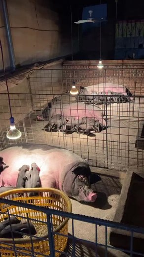 PiggFarming on Instagram: "3 Ways to Raise Pigs for BIG Farmhouse Profits! 🐷💰 Want to turn pig farming into a highly profitable business? In this video, we’ll show you three powerful ways to raise pigs in a farmhouse setting and maximize your earnings. Whether you’re just starting out or already farming, these practical tips will help you boost your farm’s profitability while ensuring your pigs grow healthy and strong. We’ll cover: ✅ The best pig breeds for fast growth and high returns ✅ Feedi