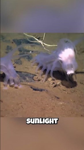 Sea Pigs: They Live in the OCEAN'S CRUSHER?! 🌊