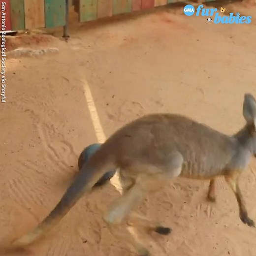 14K views · 414 reactions | Watch this adorable baby kangaroo have a ball with his favorite toy! https://gma.abc/2IOCCCZ | Good Morning America | Facebook