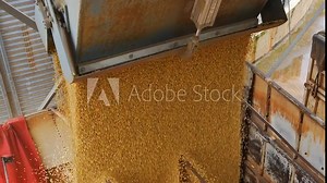 soybeans being deposited in the truck bed at silo.