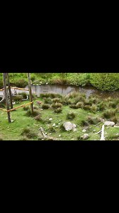 Droning with the baboons today 🐒 🌞 | Wales Ape and Monkey Sanctuary