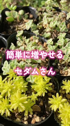 簡単に増やせるセダムの育て方