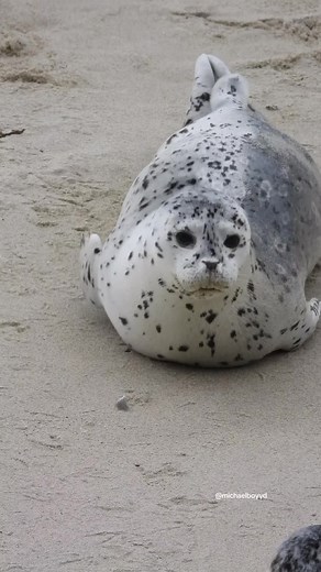 Adorable Seals Compilation | Fun and Playful Flippered Aquatic Mammals
