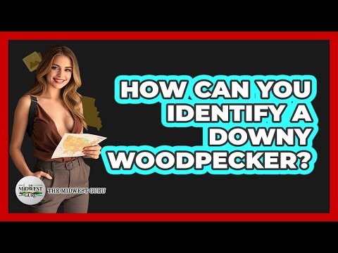 How Can You Identify A Downy Woodpecker?