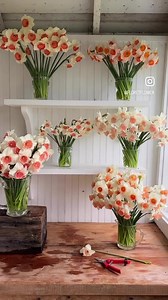 8.2K views · 903 reactions | Working with some very special new daffodil varieties I got from PHS Daffodils ast fall. Paired this little video with the birds songs and frog chorus I recorded from my back porch last night. Top row: Reed-2000-111-1 and Pinkie Lee Middle row: Reed 2000-21 and Reed 92-78-1 Bottom row: Reed 2009-97-1 and Brian’s Favorite | Floret Flower Farm | Facebook