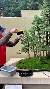 3.4K views · 187 reactions | Brush and tweezers make the dream moss ...