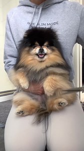 31M views · 651K reactions | It’s paw trimming day  #pomeranian | Mocha Pom | Facebook