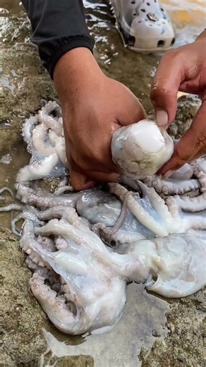 🐙 Octopus Laying Eggs – An Amazing Underwater Moment!